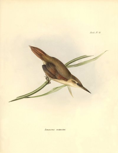 Ornithology: Limnornis rectirostris passerine of South America observed and described by Charles Darwin. Plate from The zoology of the voyage of H.M.S. Beagle. Flight. III, Birds described by John Gould, with notice of their habits by Charles Darwin by Unbekannter Künstler