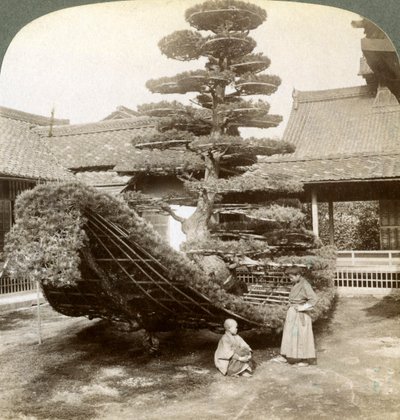 A single pine trained into the shape of a boat, Kinkaku-ji Monastery, Kyoto, Japan by Underwood and Underwood