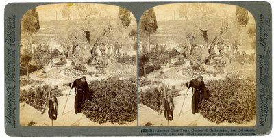 Ancient Olive Trees in the Garden of Gethsemane, Near Jerusalem, Palestine by Underwood and Underwood