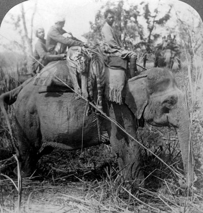 Carrying dead tigers back to camp, Behar jungle, India by Underwood and Underwood
