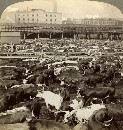 Cattle, Great Union Stock Yards, Chicago, Illinois, USA by Underwood and Underwood
