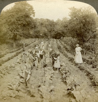 Children working in a vegetable garden, Salvation Army Home, Spring Valley, New York, USA by Underwood and Underwood