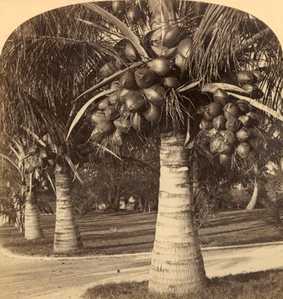 Coconut Trees in the White Sands of Florida, USA by Underwood and Underwood
