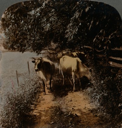 Cows coming home up the lane at milking-time, c1900 by Underwood and Underwood