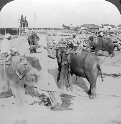 Elephants Working in a Timber Yard, India by Underwood and Underwood