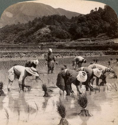 Farm labourers transplanting rice shoots near Kyoto, Japan, 1904 by Underwood and Underwood