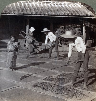 Farmers with Bamboo Rakes Spreading Millet on Mats to Dry for Winter, near Yokohama, Japan, 1904 by Underwood and Underwood