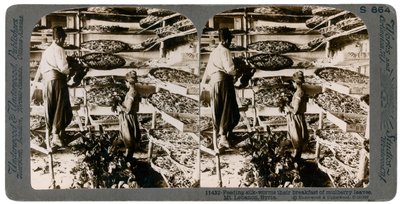 Feeding Silkworms Their Breakfast of Mulberry Leaves, Lebanon Mountains, Syria, 20th Century by Underwood and Underwood