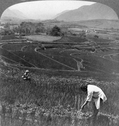 Fertile Rice Fields in the Old Crater of Aso-San, Japan by Underwood and Underwood