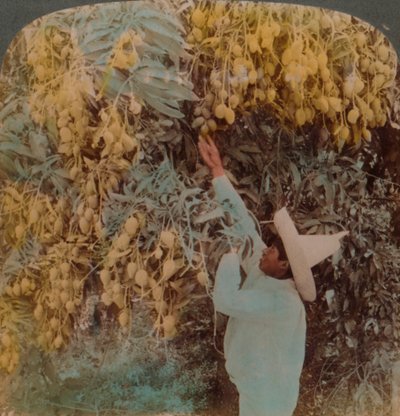 Gathering Luscious Fruit from a Heavily Laden Mango Tree, Cuernavaca, Mexico, 1907 by Underwood and Underwood