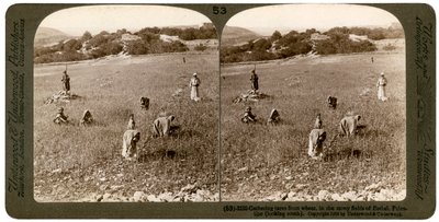 Gathering tares from wheat in the stony fields of Bethel Baytin, Palestine, 1900 by Underwood and Underwood