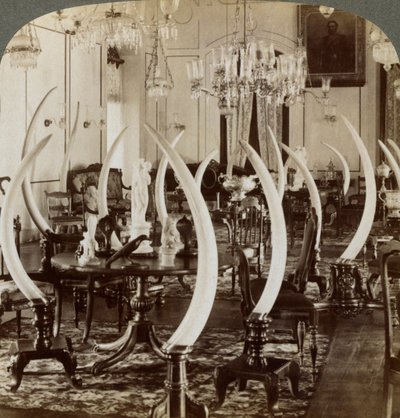 Hall of Tusks, in the Home of Lady de Soysa, Bambalapitiya, Colombo, Ceylon by Underwood and Underwood