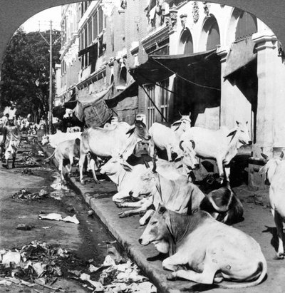 How Hindu Cows Enjoy Life on Harrison Street, Calcutta, India by Underwood and Underwood
