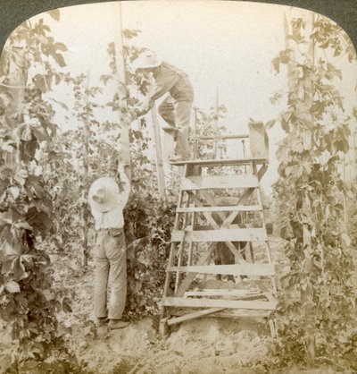 In the Rich Hop District, Training the Vines, White River Valley, Washington, USA by Underwood and Underwood