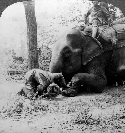 Mahout removing a thorn from an elephant