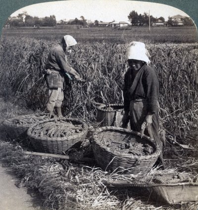 Peasants Cutting Millet, Near Yokohama, Japan by Underwood and Underwood