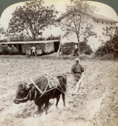 Ploughing Flooded Ground for Rice Planting, North of the Main Road at Uji, Near Kyoto, Japan, 1904 by Underwood and Underwood