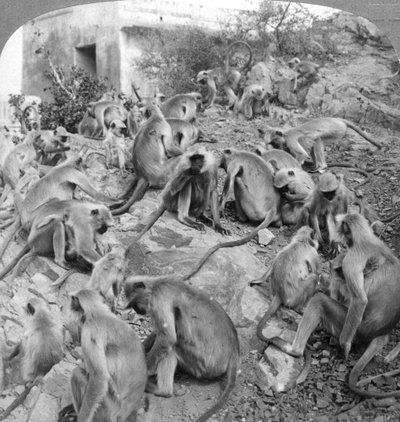 Sacred Monkeys at Galta, Near Jeypore, India, 1904 by Underwood and Underwood
