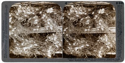 Silk cocoons woven into mulberry branches, Antioch, Syria by Underwood and Underwood