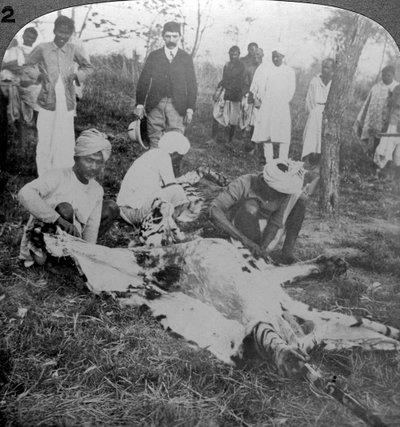 Skinning a dead tiger, shoot of the Maharajah of Cooch Behar, India, c1900s by Underwood and Underwood