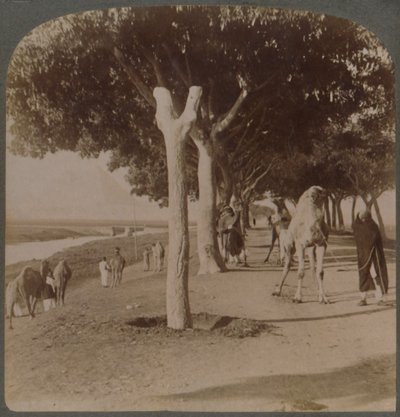 The Road to the Pyramids, Egypt, 1896 by Underwood and Underwood