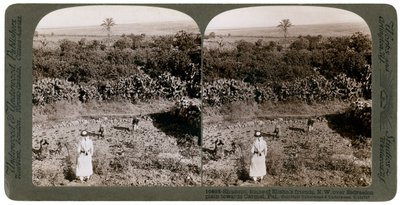 The north-west view from Shunem, across the Plain of Esdraelon, towards Carmel by Underwood and Underwood