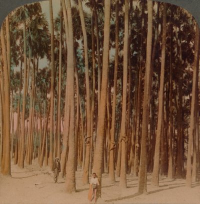Toddy Palms 100 ft. Tall, Pagan, Burma, 1907 by Underwood and Underwood