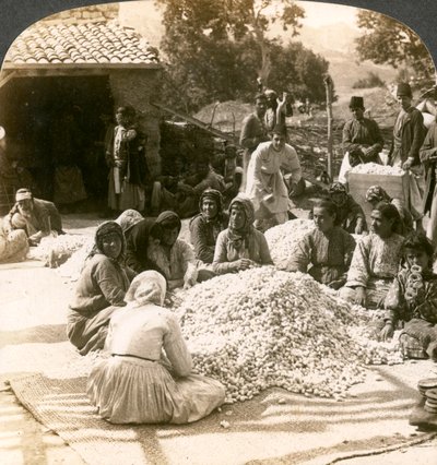 Women Sorting Large Piles of Silk Cocoons, Antioch, Syria, 1900s by Underwood and Underwood
