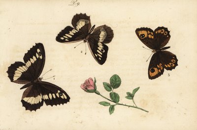 Great Banded Grayling, Hermit, and Large Wall Brown by Unknown