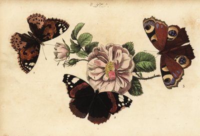 Painted Lady Butterfly, Red Admiral, and European Peacock by Unknown