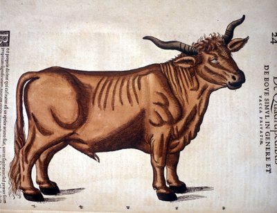 A beef from the Historia Animalium of Conrad Gesner, Tiguri 1560. Biblioteca nazionale Braidense. Milan by Unknown artist