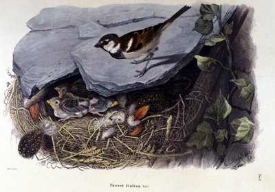 A board representing a common bird (or sparrow) near its nest by Unknown artist
