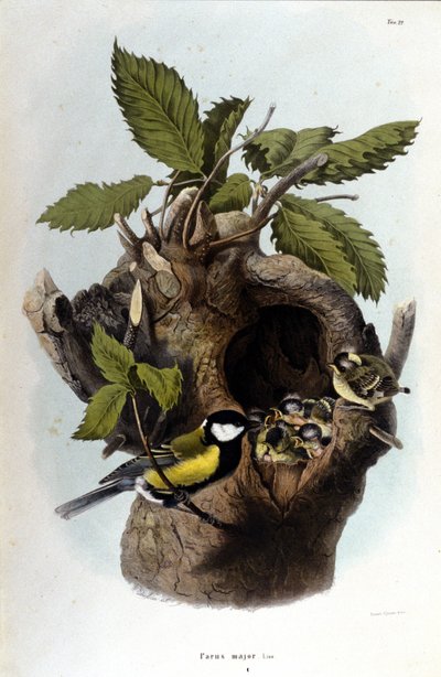 A board representing a common bird (or sparrow) near its nest by Unknown artist