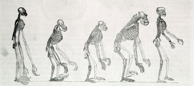 A comparative study of the skeletons of Man and monkeys: gibbon, orangutan, chimpanzee, and gorilla. by Unknown artist