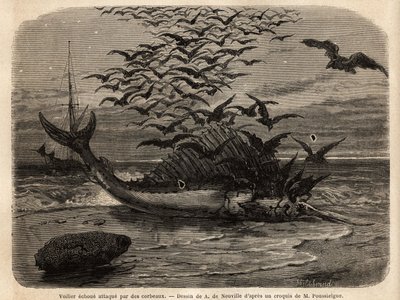A cosmopolitan sailboat, the fastest fish in the world, thanks to its sail-shaped fin on its back, faulted on the shore and attacked by crows. Engraving to illustrate the story Quatre mois en Florida, by M. Pousselgue, in 1851-1852, published in le tour du by Unknown artist