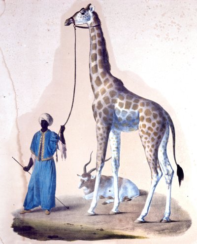 A giraffe and her trainer at the circus. Lithography by Unknown artist