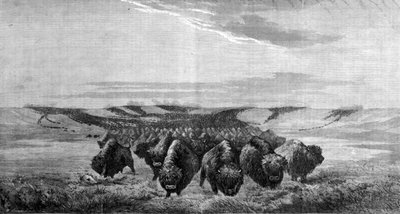 A huge gathering of bison crosses the meadow in the Missouri Valley by Unknown artist