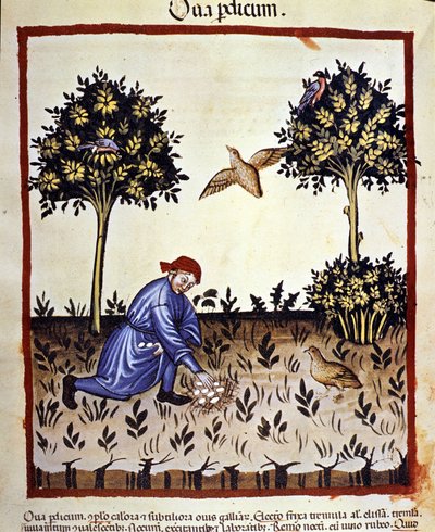 A Man Picks Eggs from a Partridge