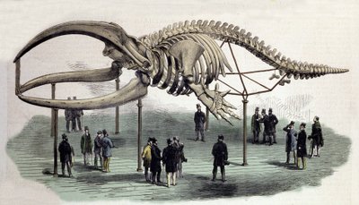 A skeleton of whales at the Royal College of Surgeons in London. 19th century engraving by Unknown artist