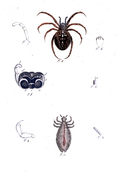 A spider and a louse. Natural history board, 19th century. by Unknown artist