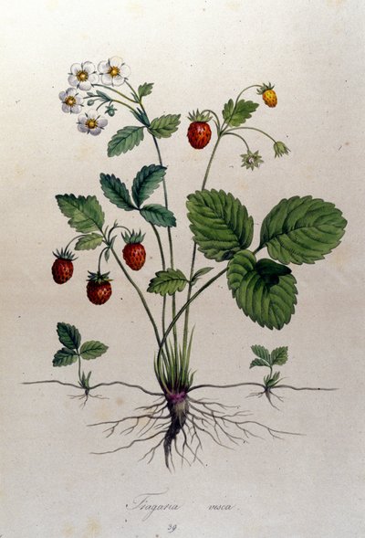 A strawberry tree and its fruits: 19th century botanical board by Unknown artist