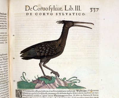A wild raven from the Historia Animalium of Conrad Gesner, Tiguri 1560. Biblioteca Nazionale Braidense. Milan by Unknown artist