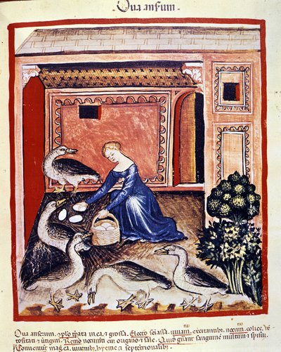 A young woman picks up cane eggs. Illumination from 