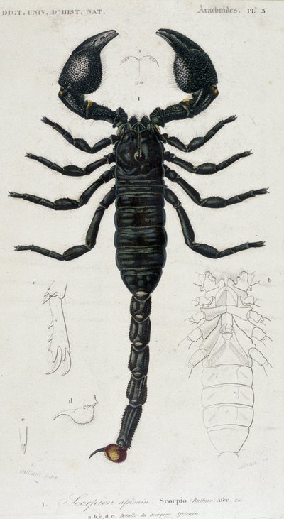 African Scorpion - Natural History Board by Unknown artist