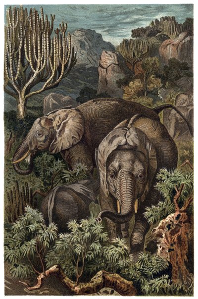 African Elephant (Loxodonta) - engraving from 