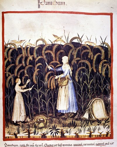 Agriculture. Harvesting panic (cereal). Illumination from the Tacuinum sanitatis by Unknown artist