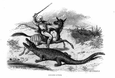 Alligator in South America in the middle of the 19th century by Unknown artist