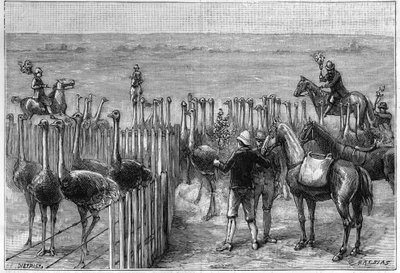 An ostrich park in Heaterton Towers in southern Africa in 1895 by Unknown artist