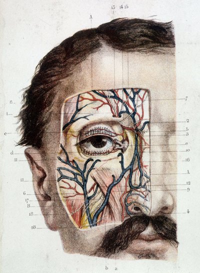Anatomical board on the eye and its environment (skinned) by Unknown artist