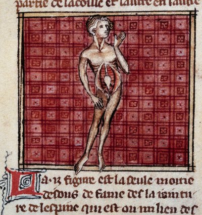 Anatomical figures: male and female bark, open stomach (abdomen), showing the kidneys, bladder, genitals (detail) by Unknown artist